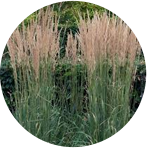 Calamagrostis 'Karl Foerster'